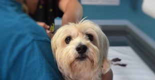 Assurance RC Pro pour vétérinaire : devis et tarif