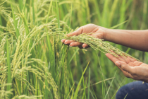 Mutuelle santé pour exploitant agricole : devis et tarif