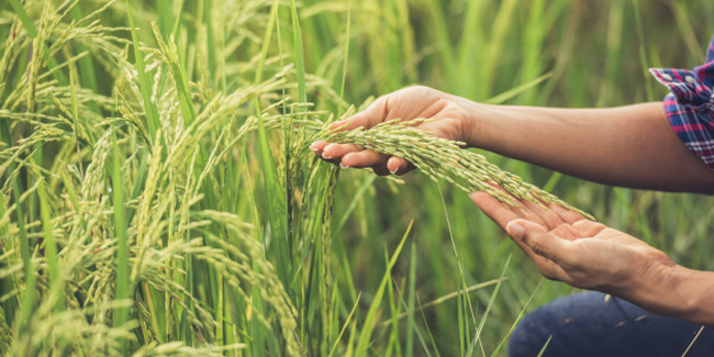 Mutuelle santé pour exploitant agricole : devis et tarif